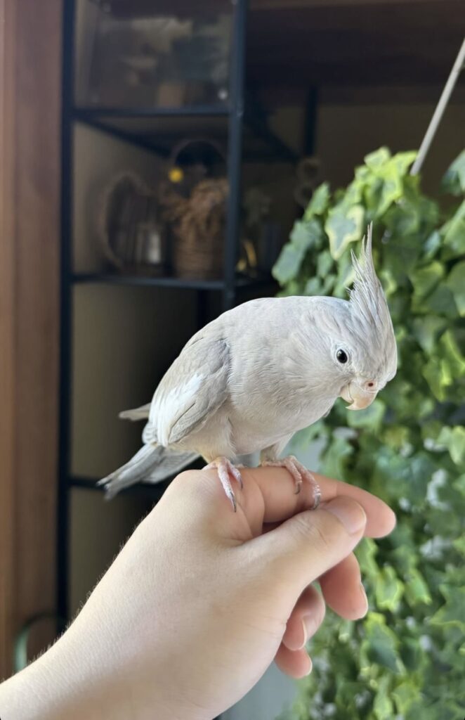 宮澤紀充　オカメインコ